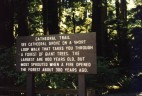 Cathedral Grove