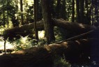 Cathedral Grove