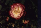 Butchard Garden