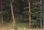 B�r im Wald