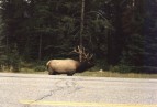 Wapiti-Hirsch