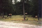 Wapiti�s