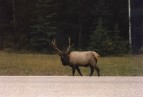 Wapiti Hirsch