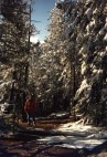 Trail auf den Tunnel-Mountain 