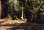 Wapiti
