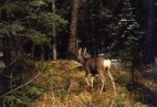 Wapiti