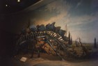 Royal Tyrell Museum