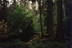 Cathedral Grove