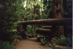 Cathedral Grove