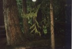 Cathedral Grove